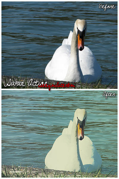 4photoshopir-Action-swan-اکشن قو