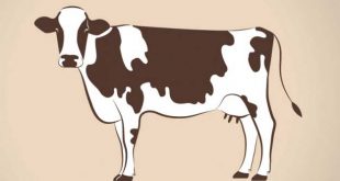 4photoshopir-Cow-pack1-وکتور گاو پک1