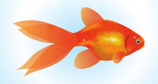 4photoshopir-Goldfish-vector-pack1-وکتور ماهی قرمز پک1
