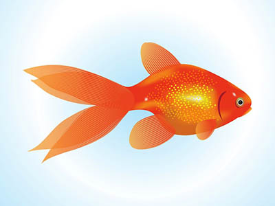 4photoshopir-Goldfish-vector-pack1-وکتور ماهی قرمز پک1