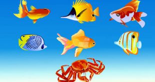 4photoshopir-Goldfish-vector-pack2-وکتور ماهی قرمز پک2