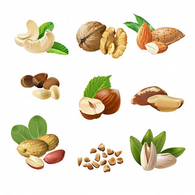 4photoshopir-Walnut-pack1-وکتور گردو پک1