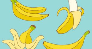 4photoshopir-banana-vector-pack2-وکتور موز پک2