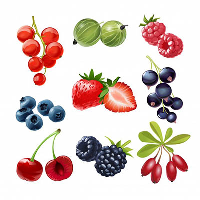 4photoshopir-berries-pack1-وکتور توت پک1