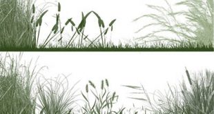 4photoshopir-brush-grass-pack2-براش چمن پک2