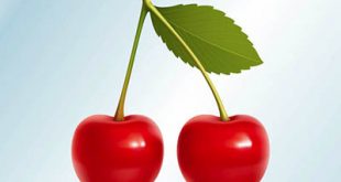 4photoshopir-cherry-vector-pack2-وکتور گیلاس پک2