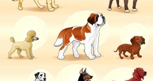 4photoshopir-dog-pack6-وکتور سگ پک6