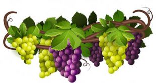 4photoshopir-grapes-vector-pack1-وکتور انگور پک1