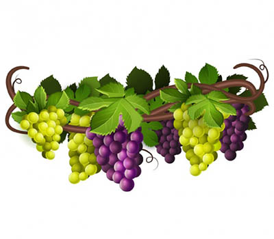 4photoshopir-grapes-vector-pack1-وکتور انگور پک1
