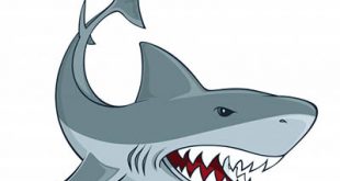 4photoshopir-shark-vector-pack1-وکتور کوسه پک1