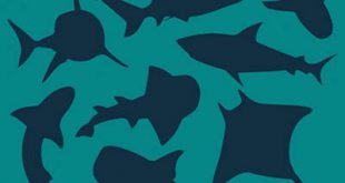 4photoshopir-shark-vector-pack2-وکتور کوسه پک2