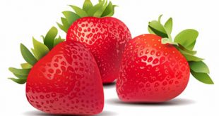 4photoshopir-strawberries-vector-pack2-وکتور توت فرنگی پک2