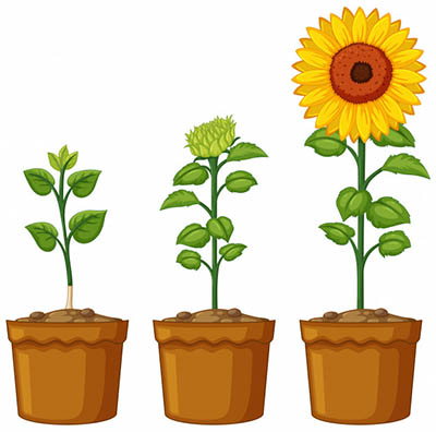 4photoshopir-sunflower-pack1-وکتور گل آفتابگردان پک1